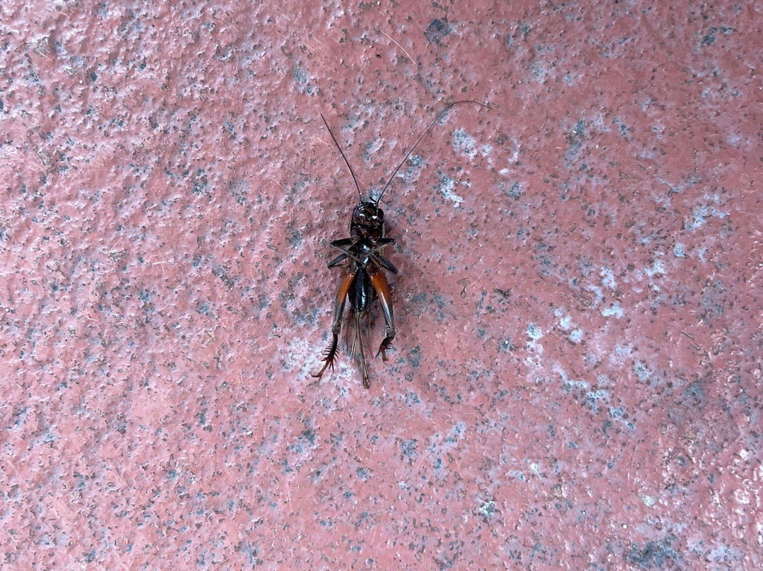 Baymont by Wyndham Rocky Mount I-95主图