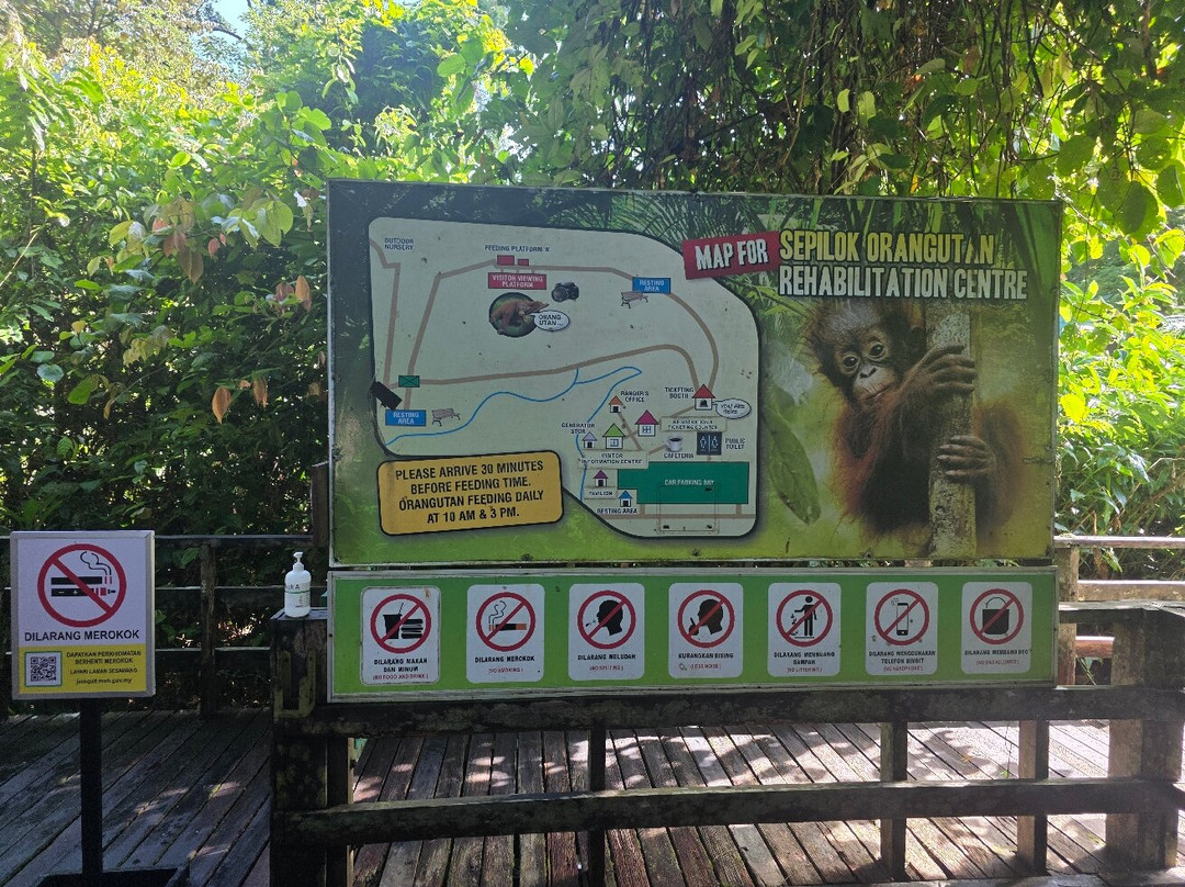 Sepilok Orangutan Rehabilitation Centre-山打根必去景点