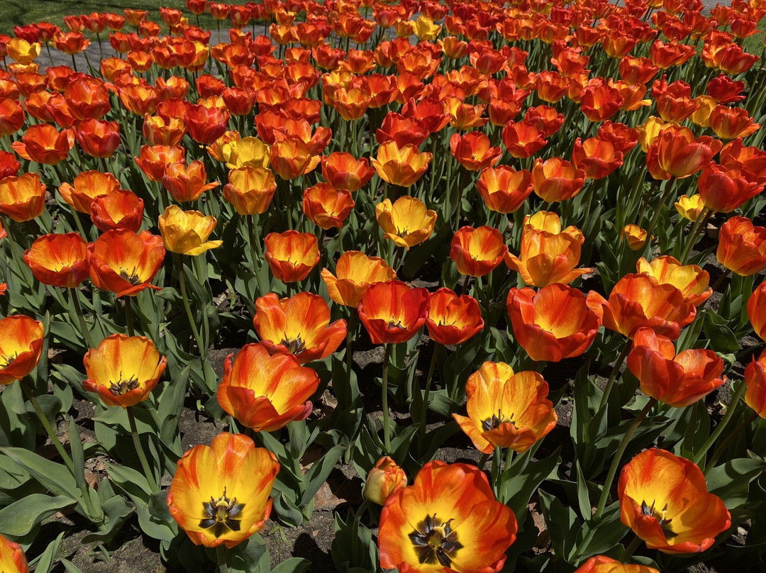 Veldheer Tulip Gardens-荷兰村必去景点