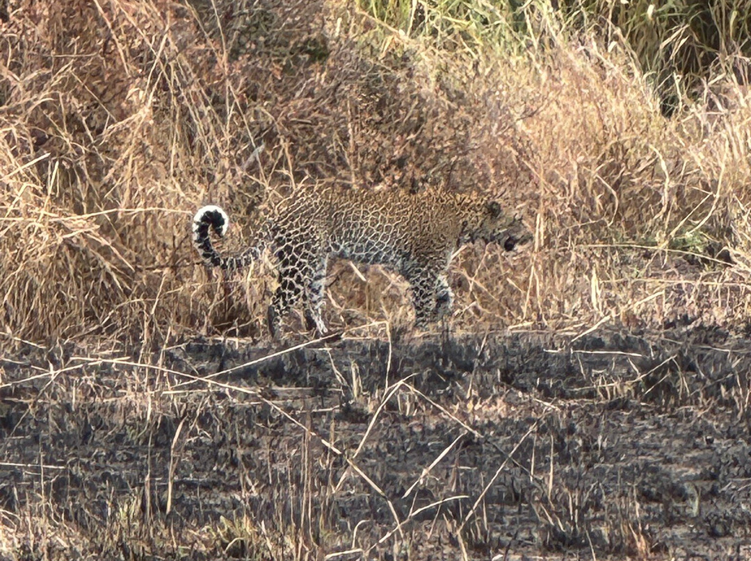 Mikumi National Park-Mikumi必去景点