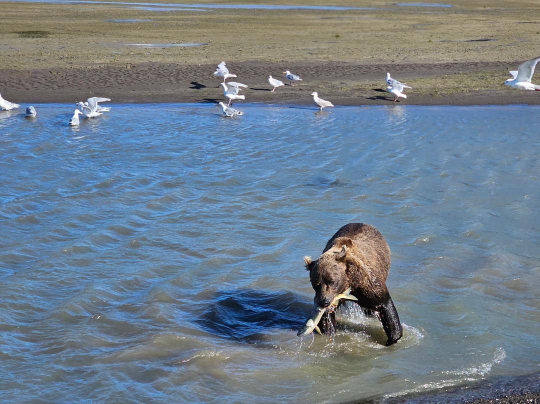 Catch A Lot Charters-荷马必去景点
