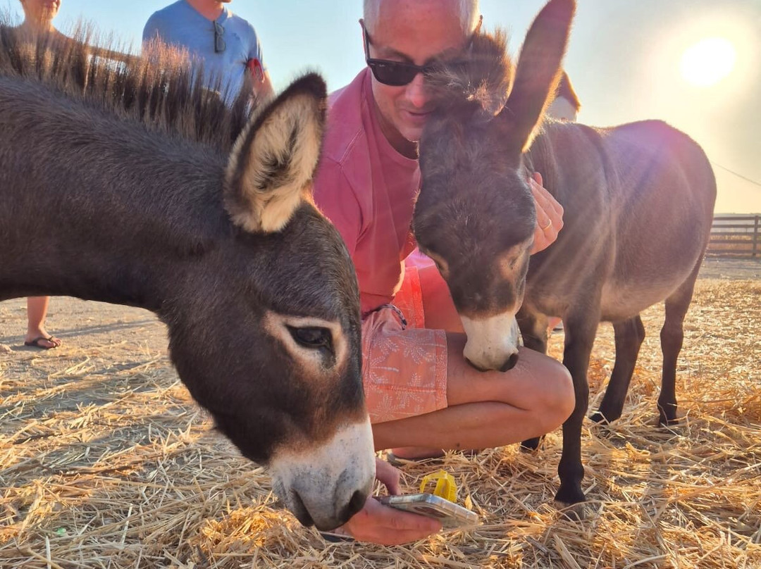 Donkey Farm Milos-Adamas必去景点