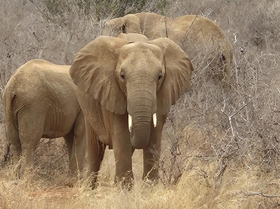 Aventure Safaris-蒙巴萨必去景点