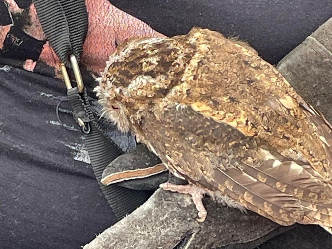 The Owls Trust-兰迪德诺必去景点