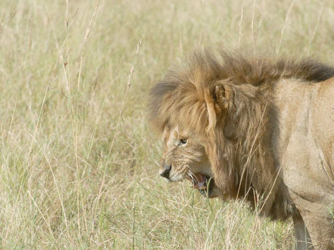 JT Safaris-迪亚尼必去景点