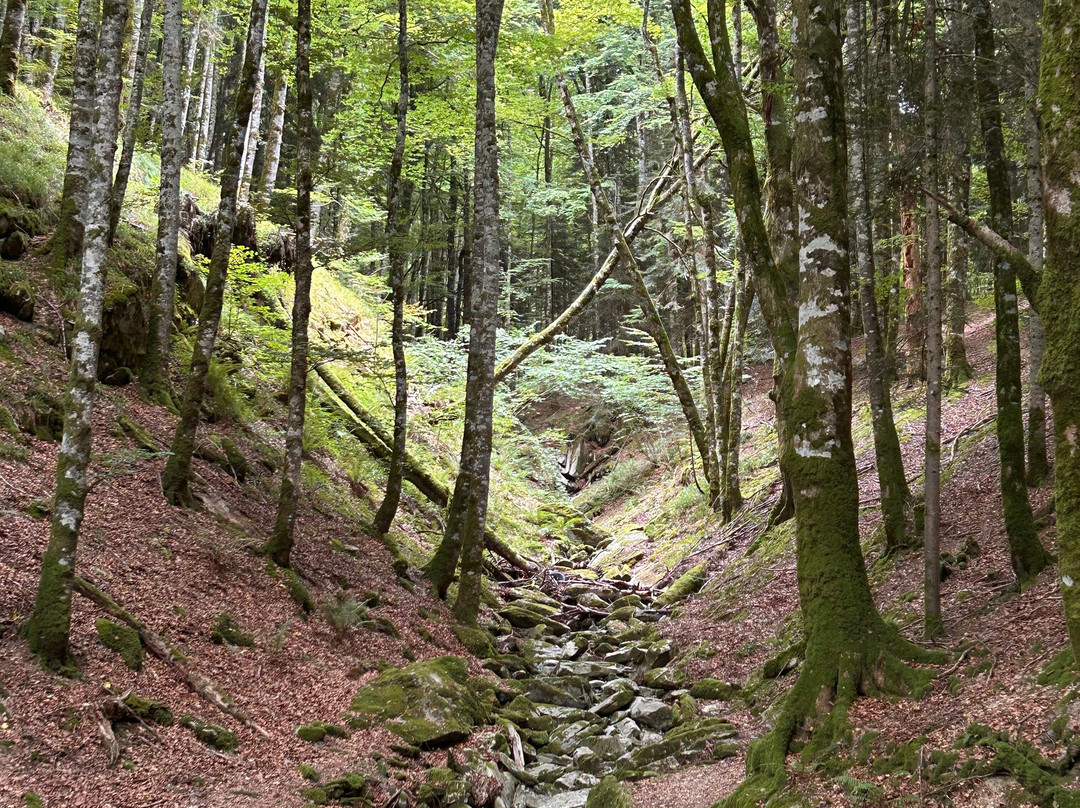 Selva de Irati-纳瓦拉必去景点