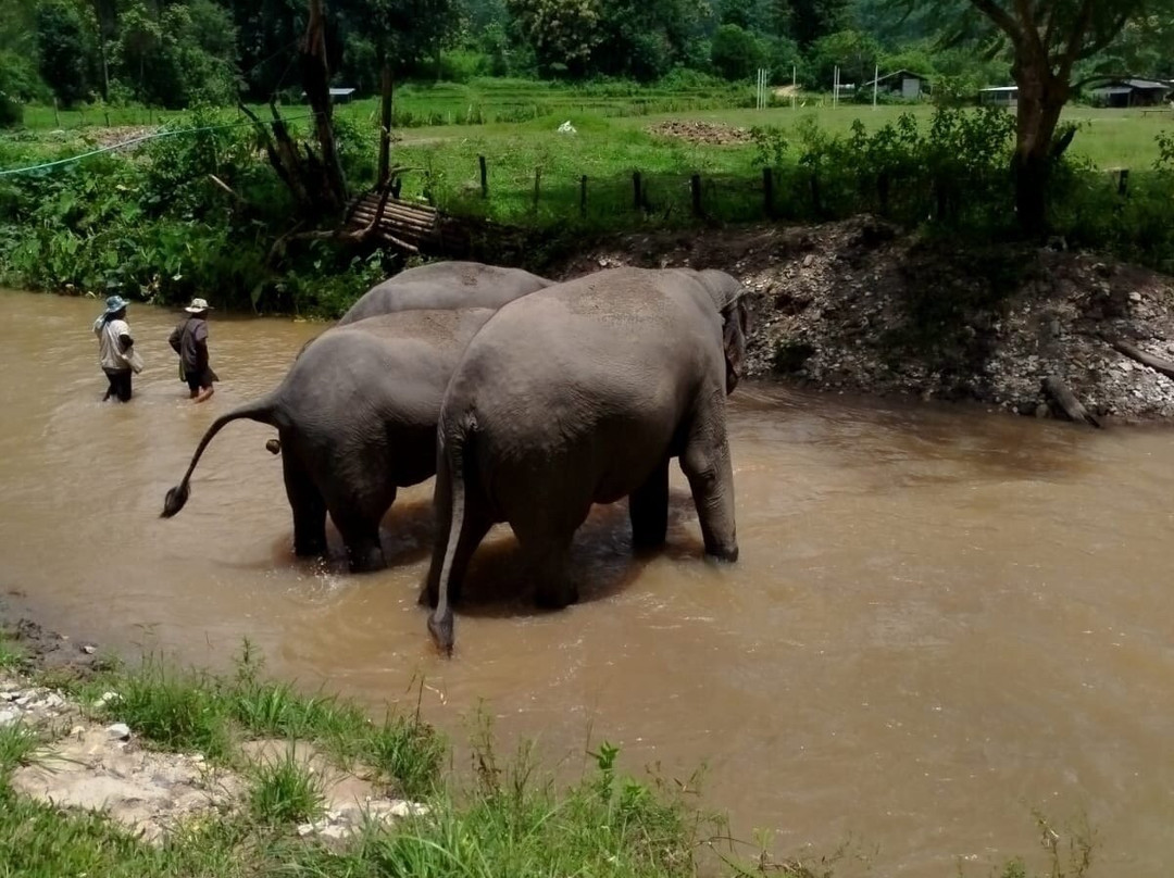 Karen Hilltribe Elephant Sanctuary-Mae Win必去景点