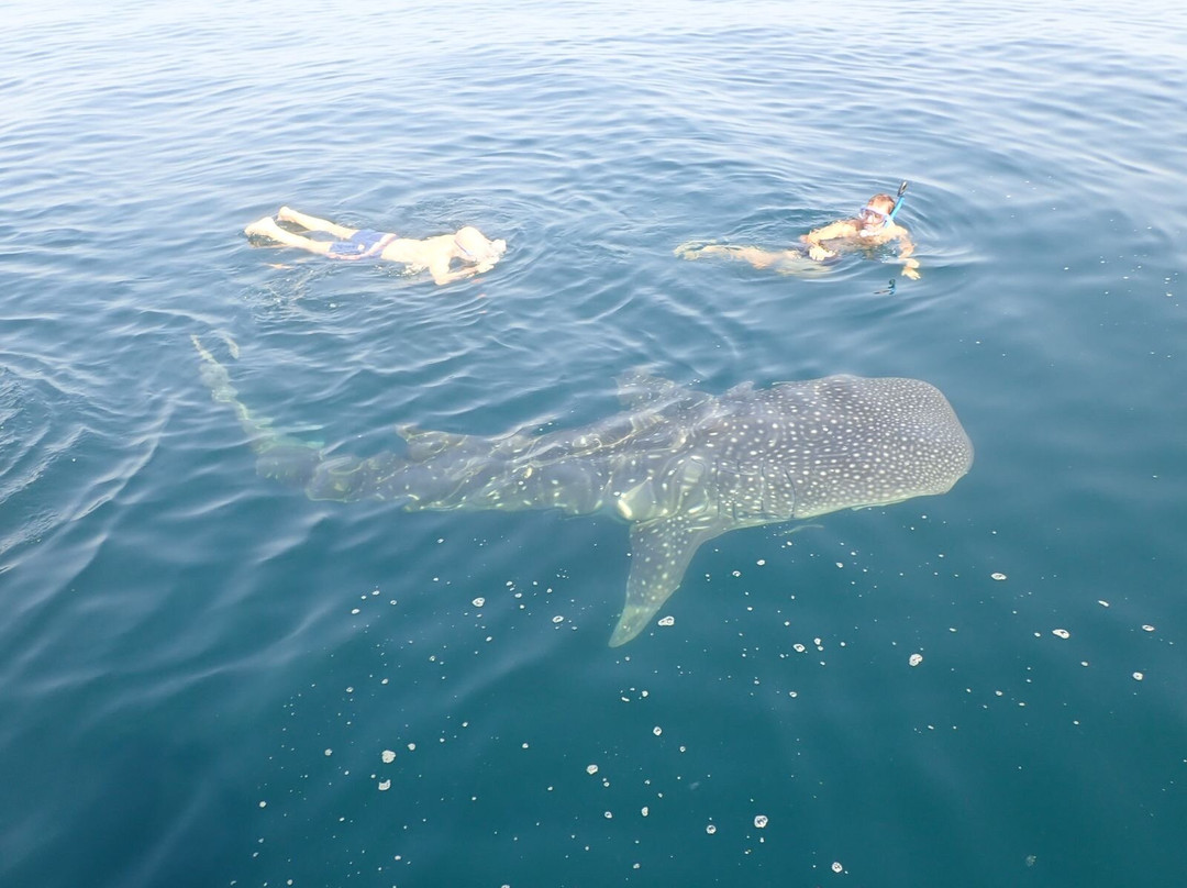 Seeb Sea Tours-锡卜必去景点