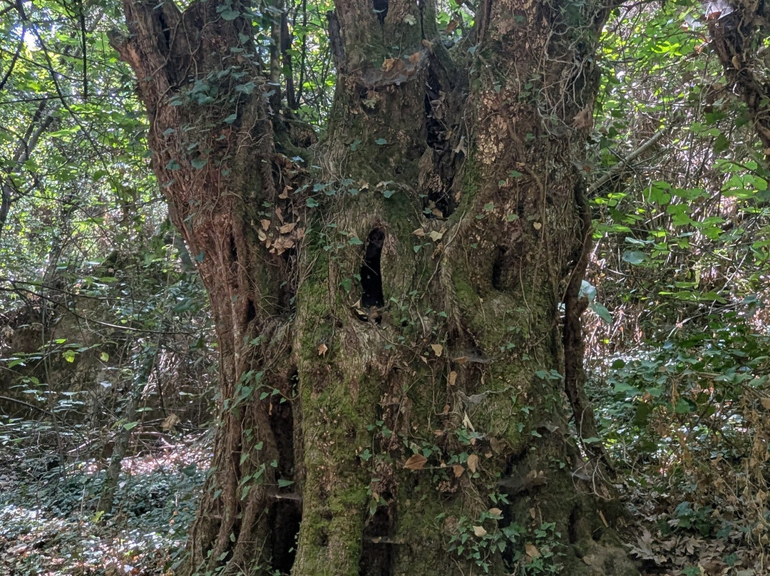 Faraggi Kydoni-Nea Kydonia必去景点