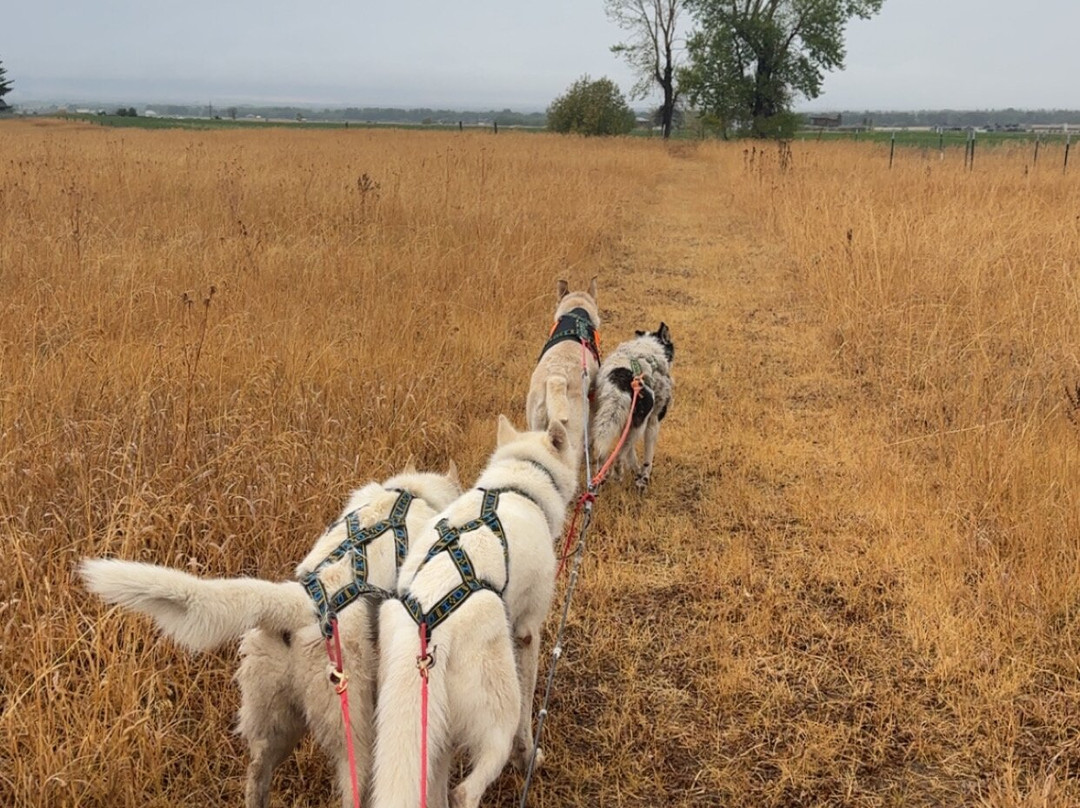 Call of the WYld Dogsled Tours-提顿村必去景点