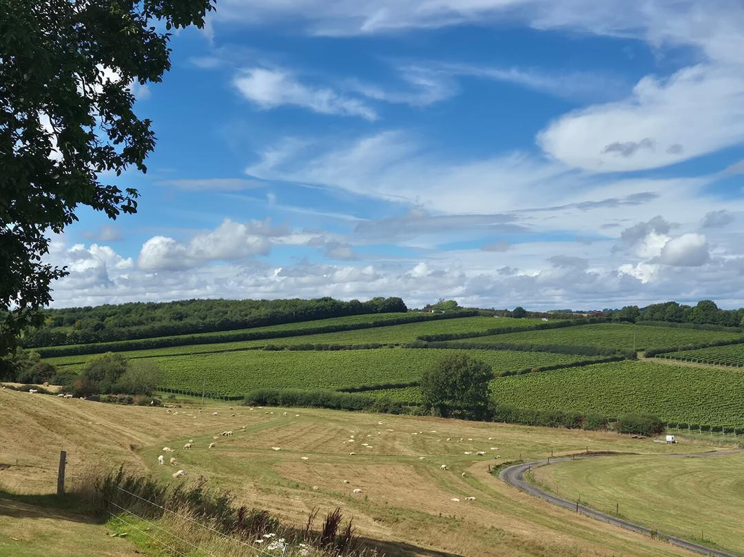 Charles Palmer Vineyards-Winchelsea必去景点