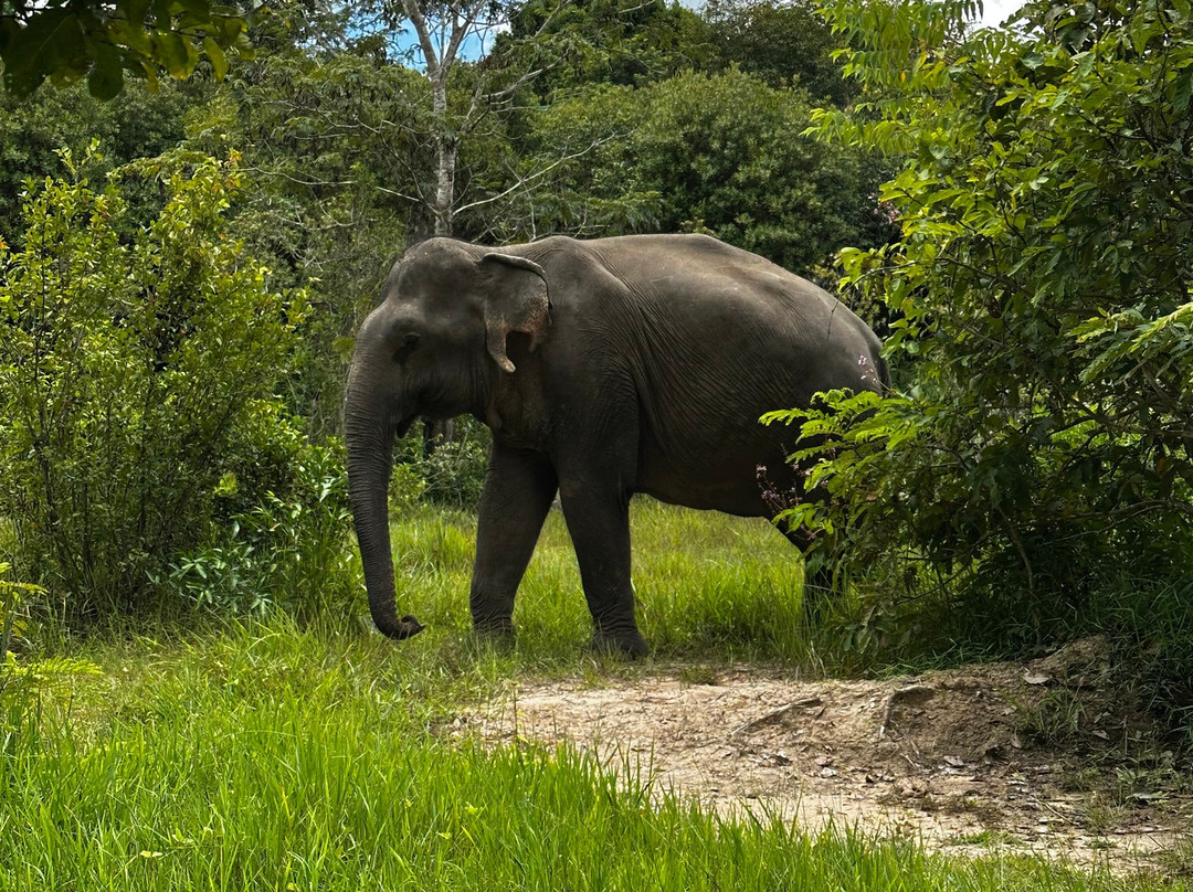 Kulen Elephant Forest-暹粒必去景点