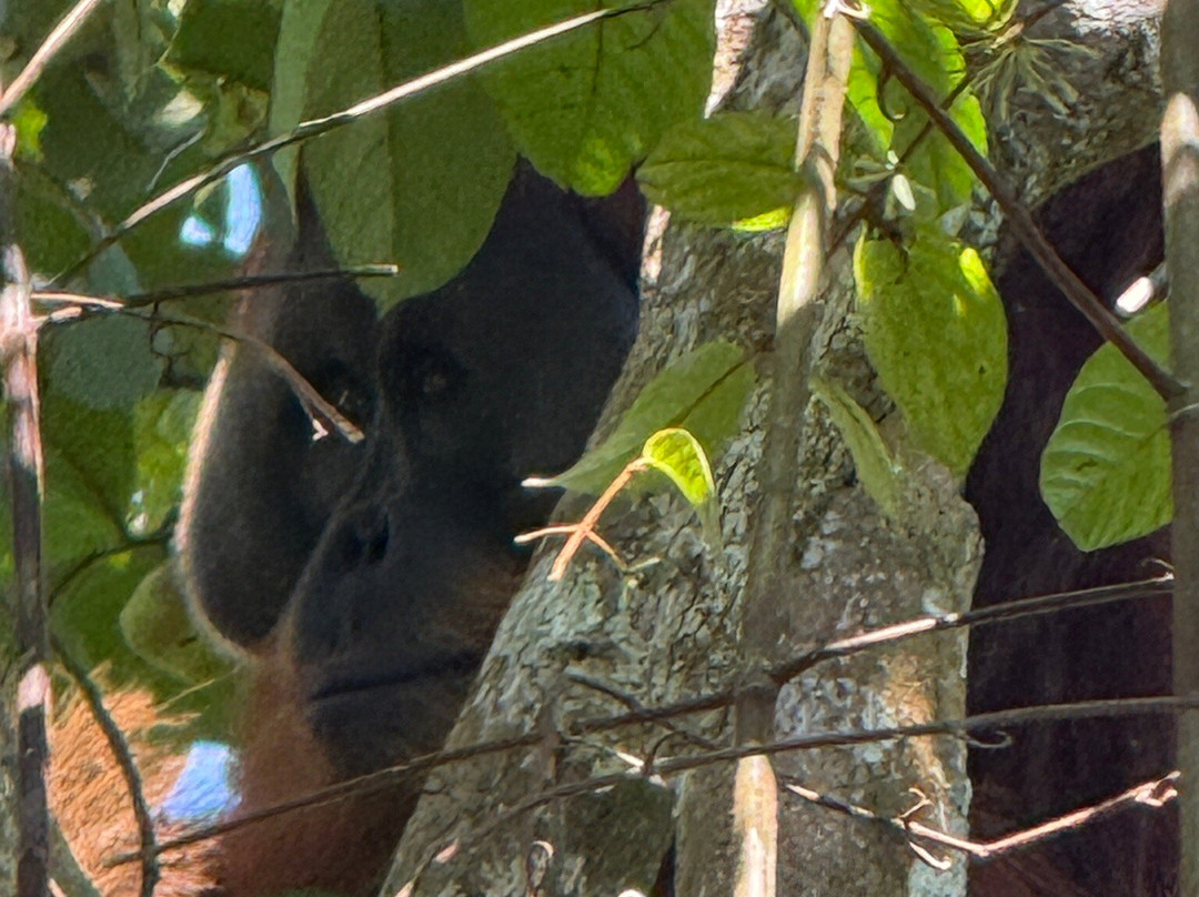 Jhony Jungle Trekking-Ketambe必去景点