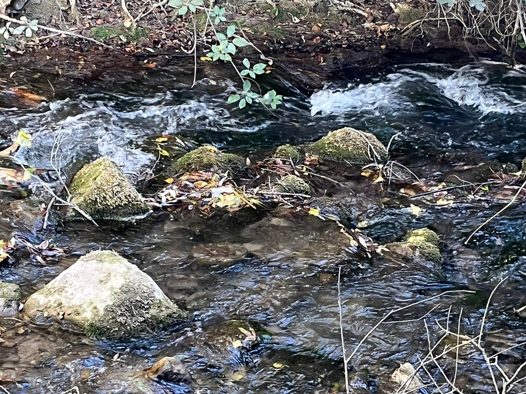 Sendero Rio Majaceite-El Bosque必去景点