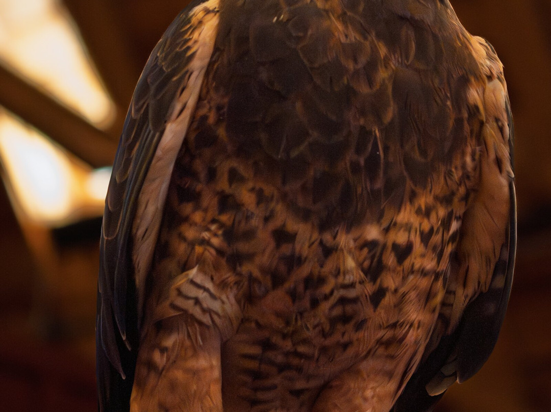 Teton Raptor Center-威尔逊必去景点