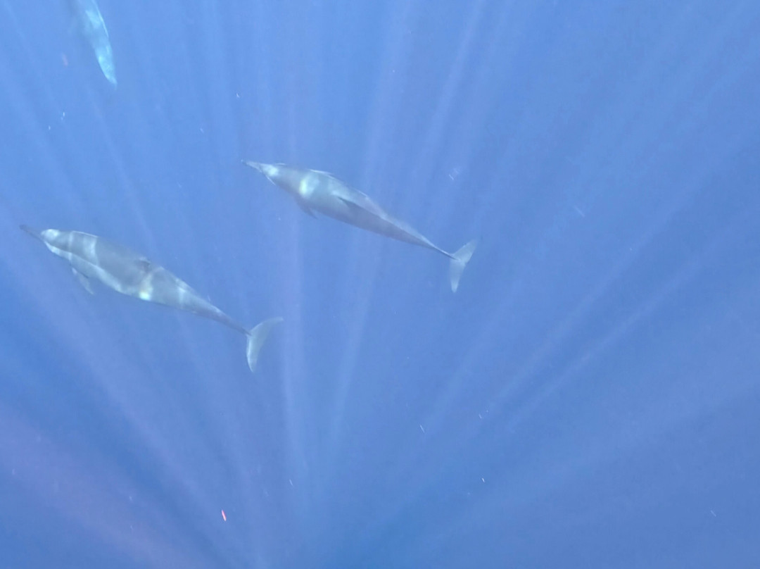 Agus Lovina Dolphin Tour-罗威那海滩必去景点