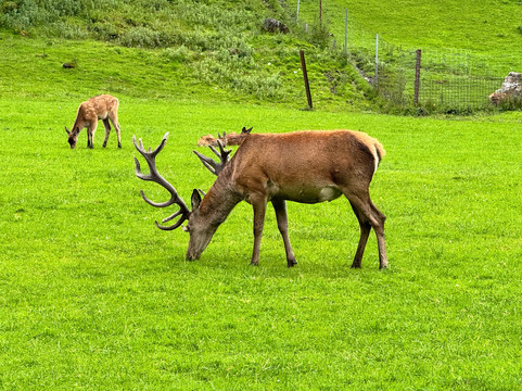格斯族泊斯特费瑞酒店主图