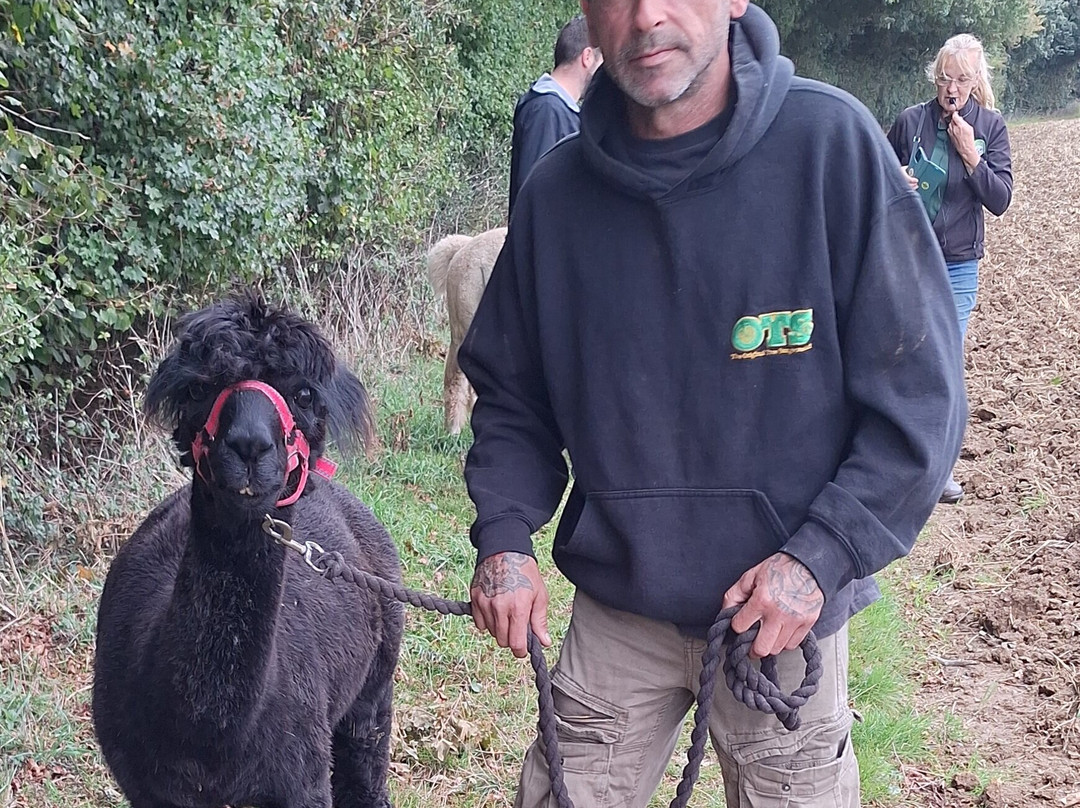 Hilly Ridge Alpacas-Wattisham必去景点