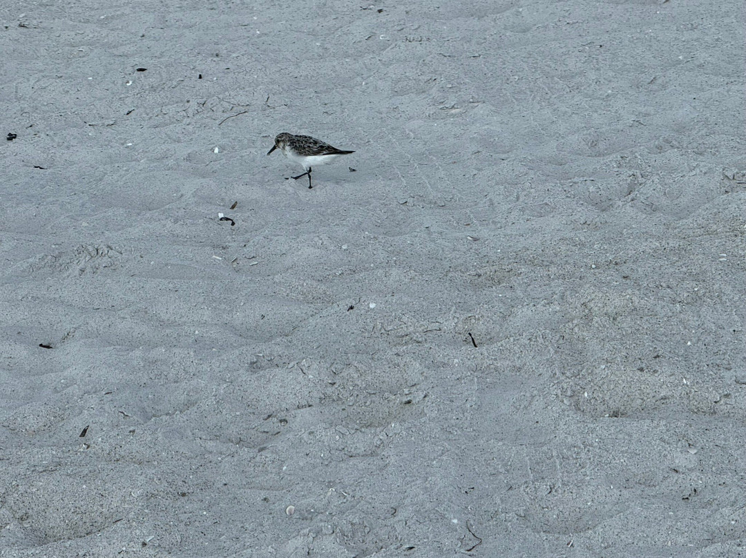 Indian Rocks Beach Access-Indian Rocks Beach必去景点