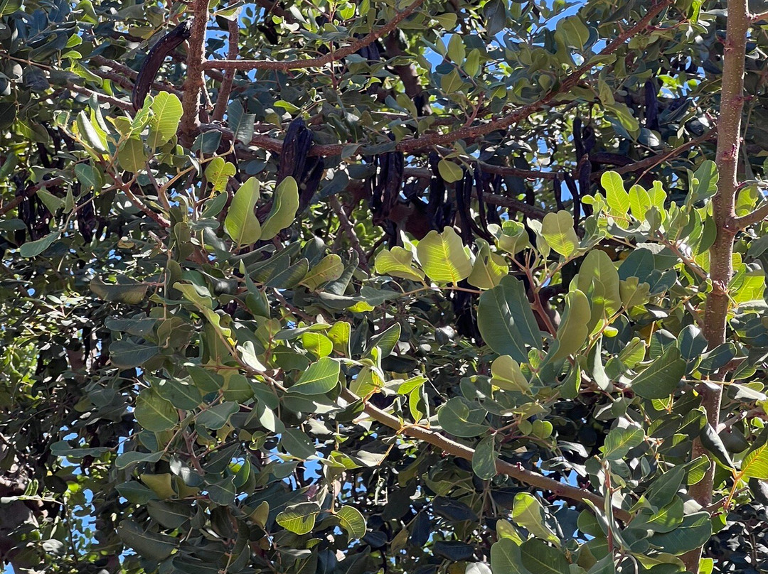 Spiridi Olive Oil Farm-Agios Nikolaos必去景点