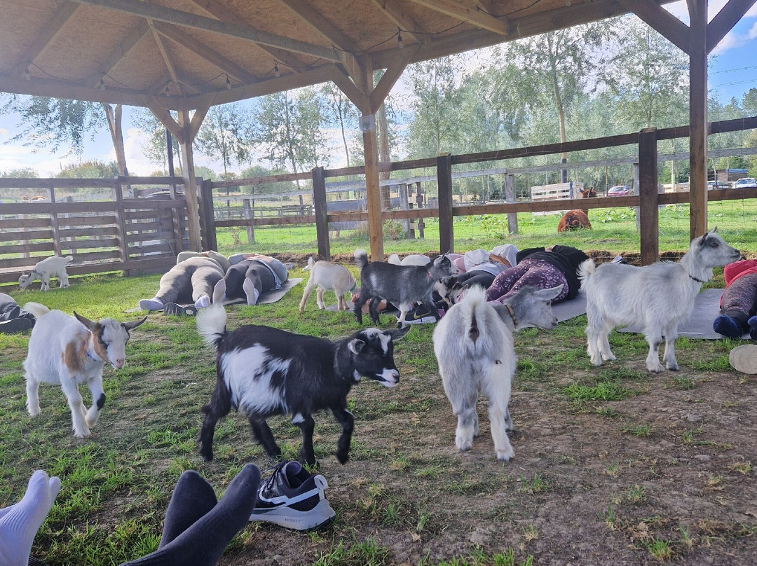 Blackwater Alpacas & Pygmy Goats-布伦特里必去景点