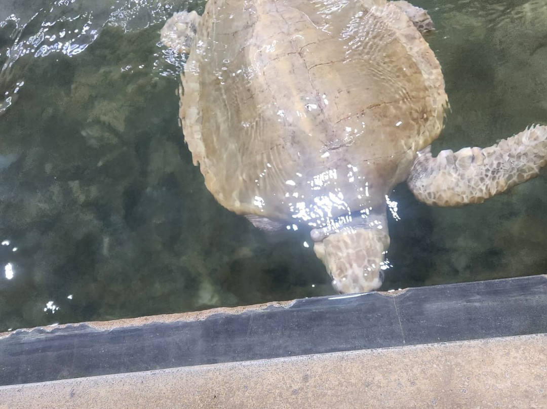 Kasun Yala Taxi Service-蒂瑟默哈拉默必去景点