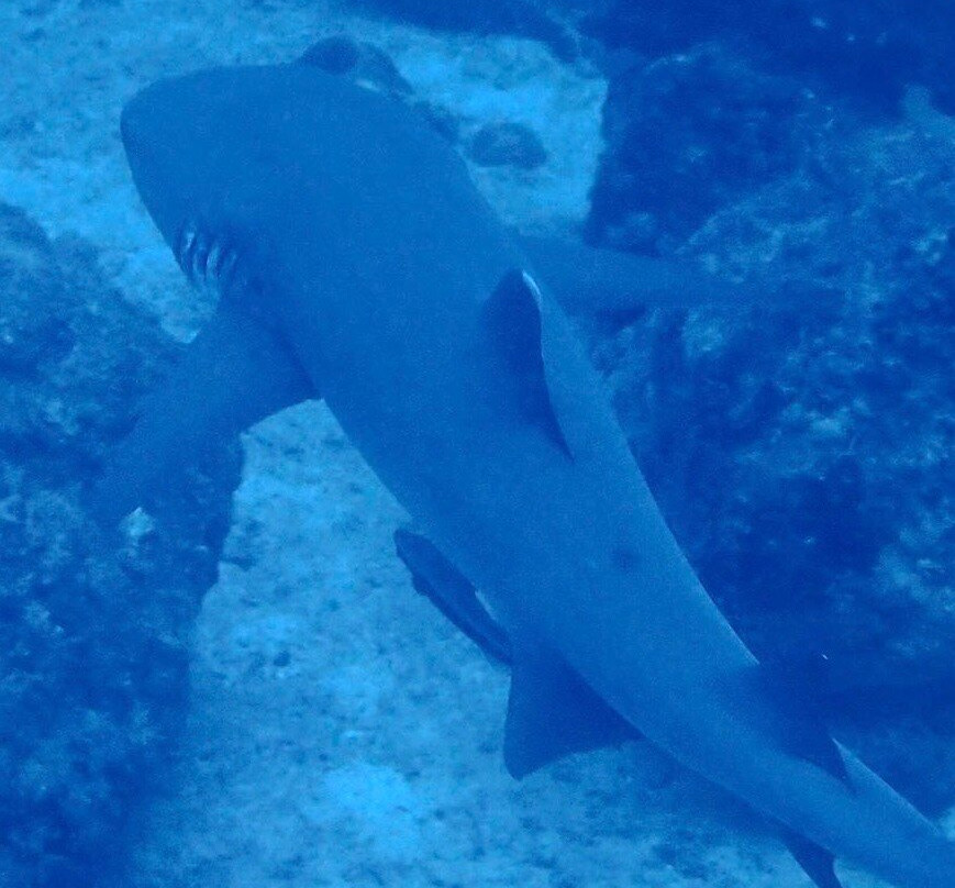 Praslin Pro Divers-普拉兰岛必去景点