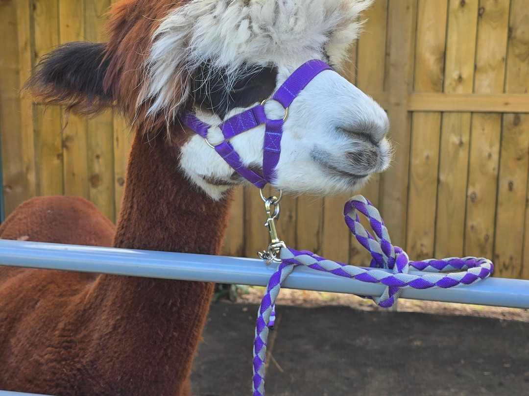 Loch Ness Alpacas-因弗内斯必去景点