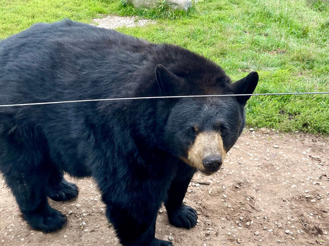 Oswald's Bear Ranch-Newberry必去景点
