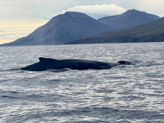 Gentle Giants Whale Watching-胡萨维克必去景点