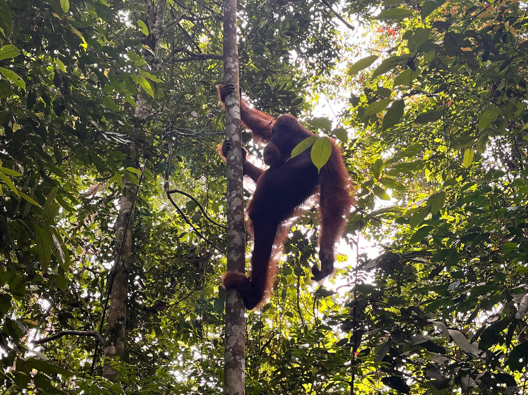EcoTravel Bukit Lawang - Tours & Treks-武吉拉旺必去景点