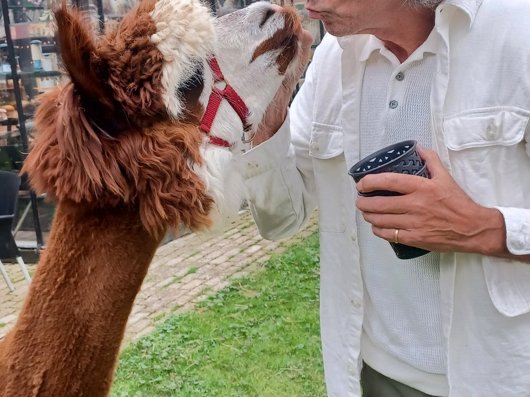 Alpaca Enzo-Wittelte必去景点