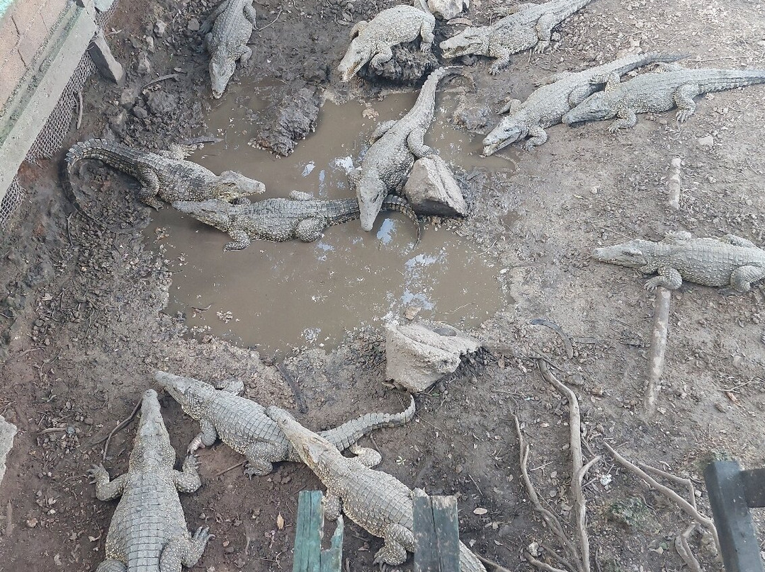 Criadero De Cocodrilos-Playa Larga必去景点