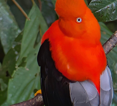 Amazon Wildlife Peru-库斯科必去景点