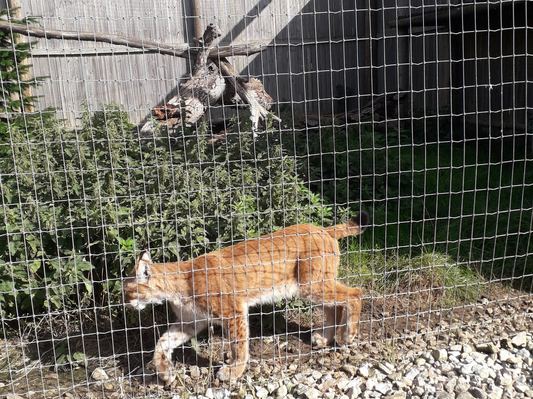 Lincoln Zoo-Newball必去景点