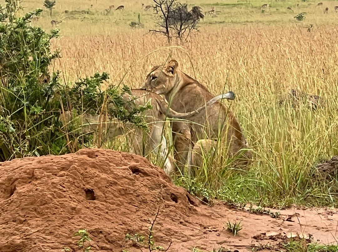 PETNAH AFRICA TOURS-坎帕拉必去景点