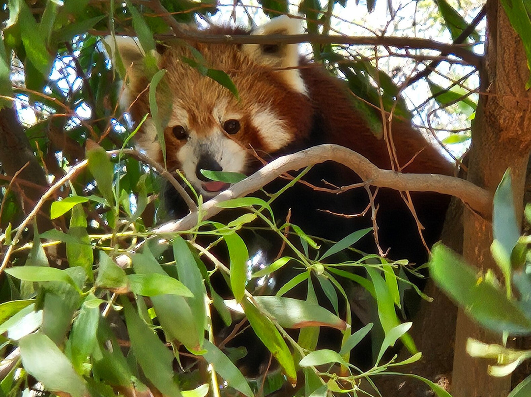 Halls Gap Zoo-贺思盖必去景点