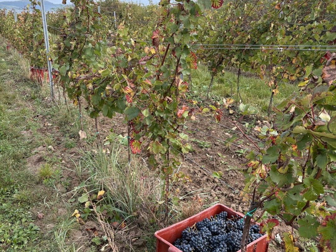 Tri Hony - Family winery-Modra必去景点