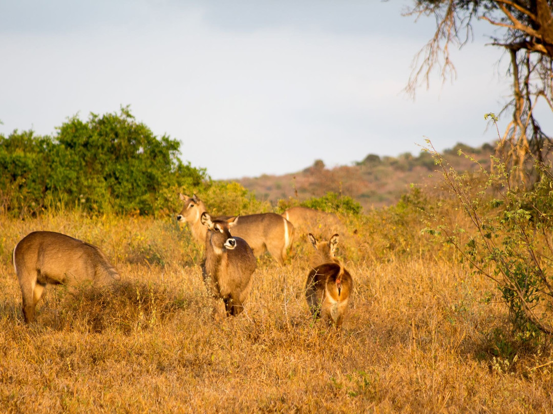 Taita Hills Wildlife Sanctuary-西察沃国家公园必去景点