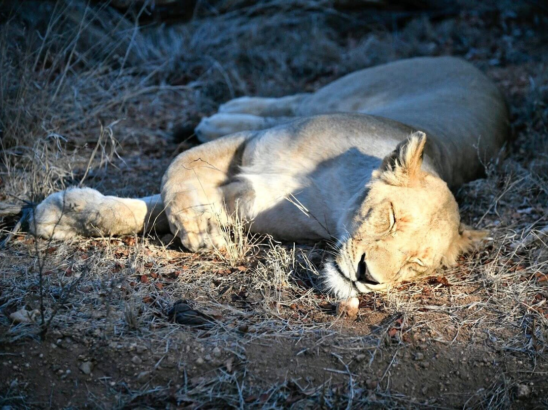 Wild Insight Safaris-Hluvukani必去景点