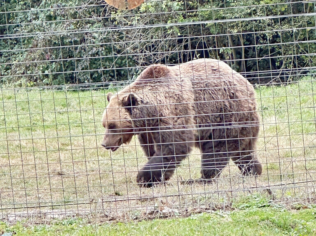 Libearty Bear Sanctuary Zarnesti-Zarnesti必去景点