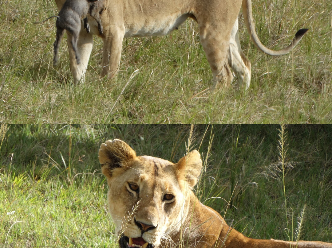 Bateleur Eagle Safaris-内罗毕必去景点
