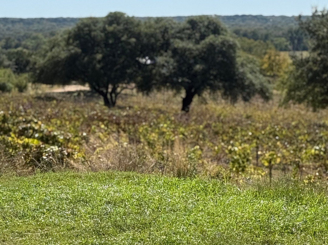 Valley Mills Vineyards-韦科必去景点