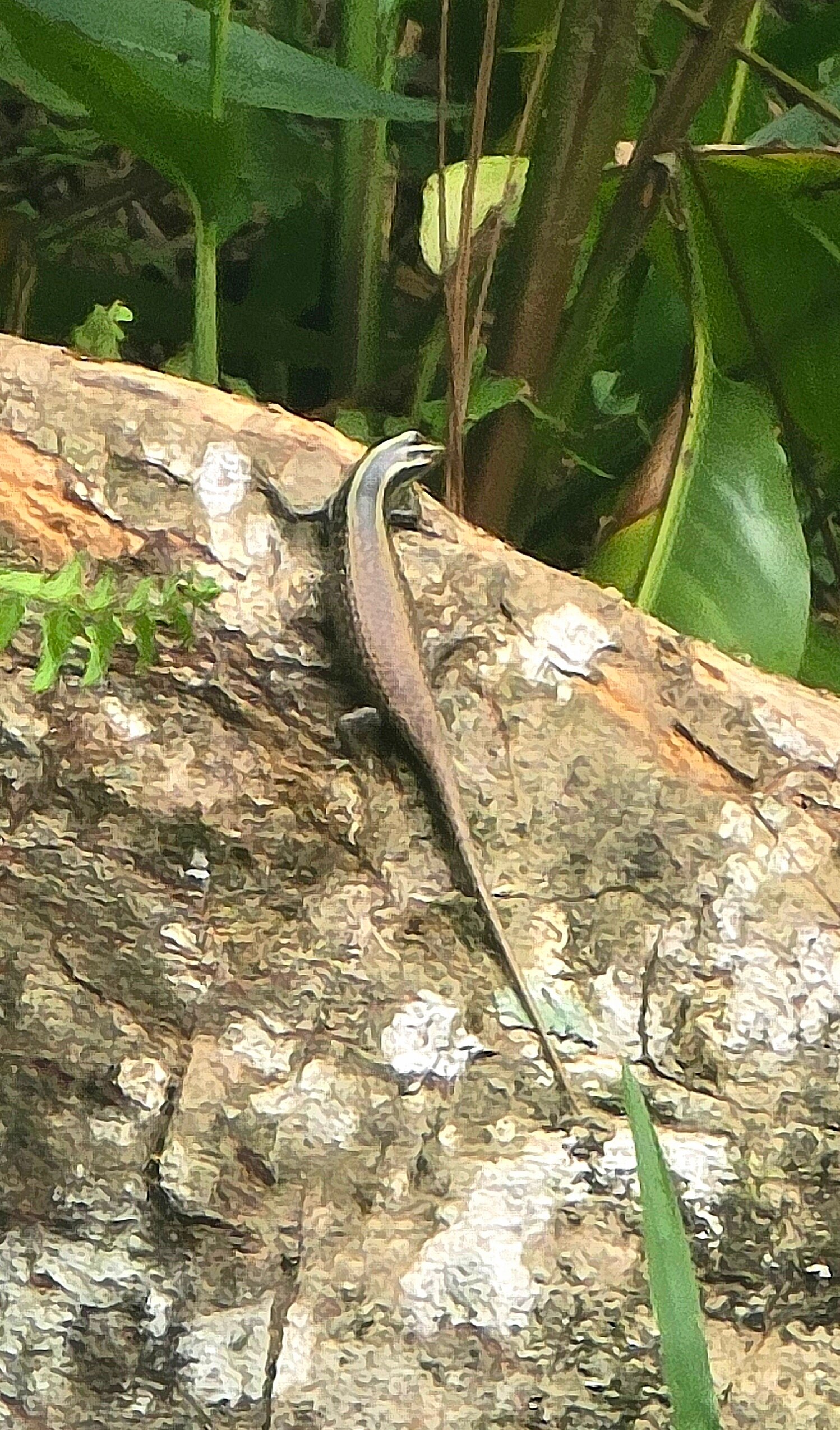 西必洛克自然度假村-官方