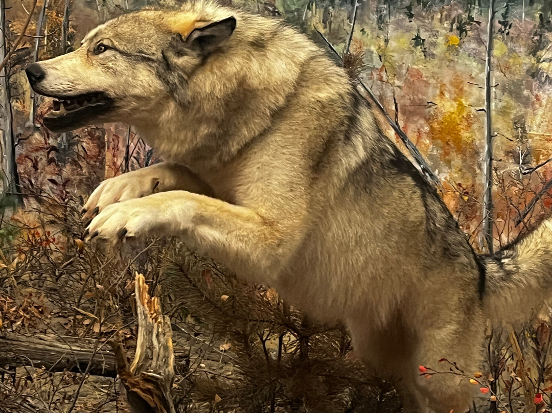 Northern Wildlife Museum-Teslin必去景点