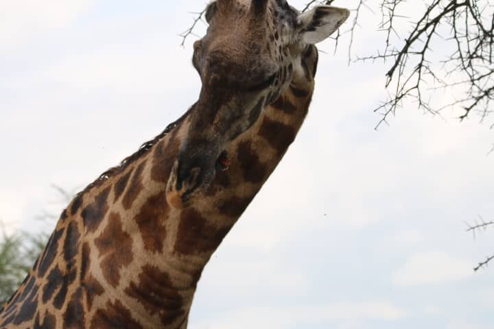 LULU AFRICAN SAFARIS LTD.-阿鲁沙必去景点