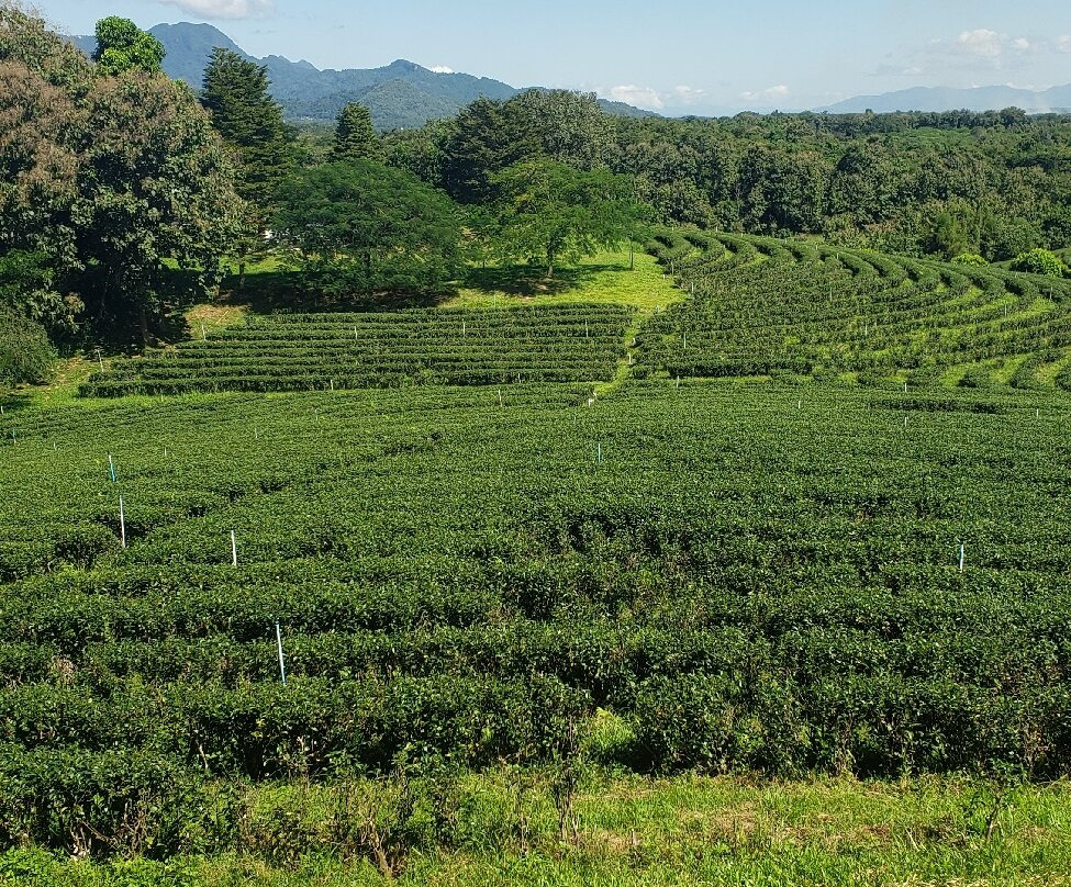 Choui Fong Tea-Pa Sang必去景点