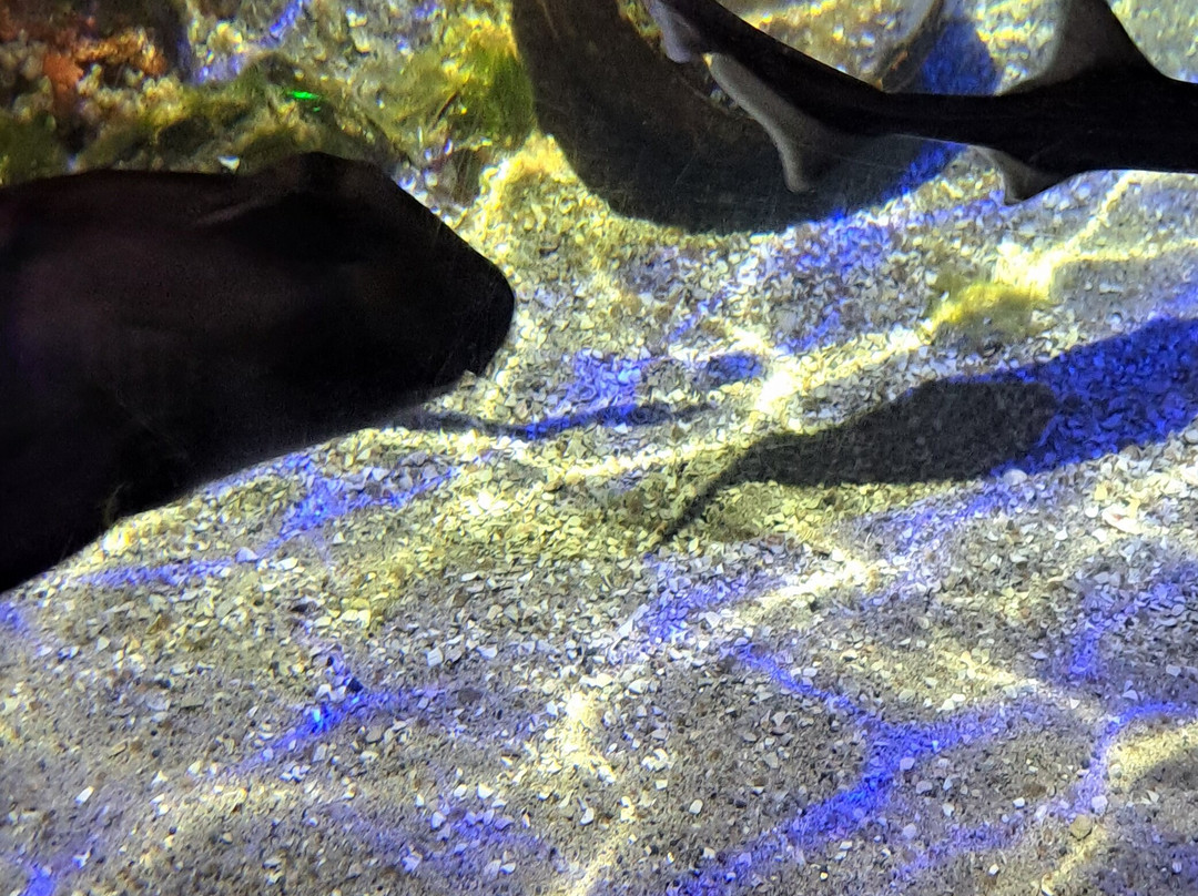 SEA LIFE Hunstanton-Hunstanton必去景点