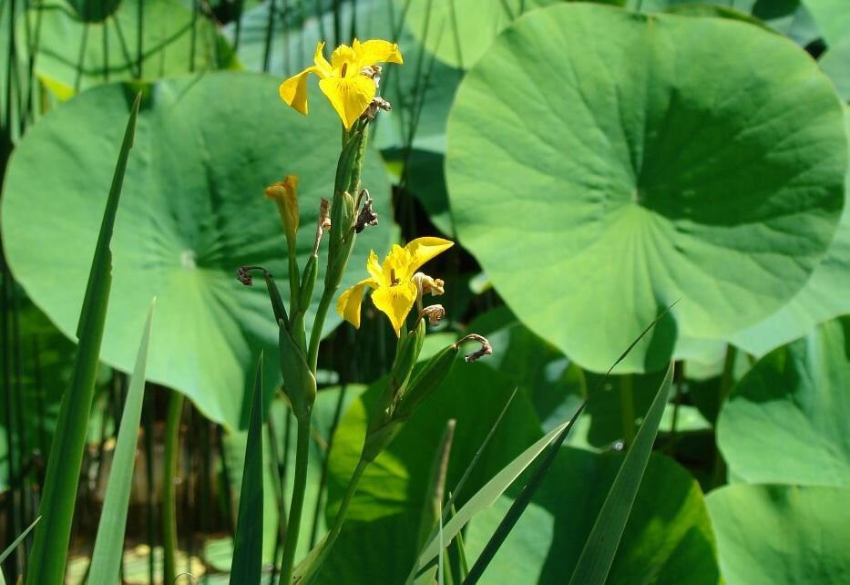 Lac de l'Uby-Cazaubon必去景点