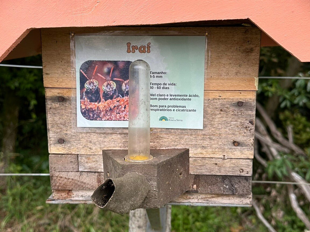 Chácara Kiwi da Serra-Balsa Nova必去景点